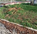 vegetacao-alto-do-cruzeiro-foto-reporter-paulo-jose-acorda-cidade.jpg2_-300x135-1