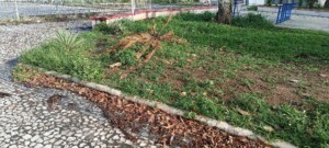 vegetacao-alto-do-cruzeiro-foto-reporter-paulo-jose-acorda-cidade.jpg2_-300x135-1