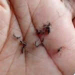 Flagrantes-dengue3-300x211-2