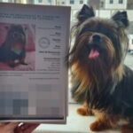 Indentped-Simba-Jose-Cohim-Mascarenhas-o-cachorrinho-da-raca-Yorkshire-terrier-de-Ylla-Cohim-e-Fabio-Mascarenhas-300x215-1