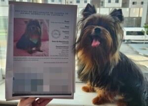 Indentped-Simba-Jose-Cohim-Mascarenhas-o-cachorrinho-da-raca-Yorkshire-terrier-de-Ylla-Cohim-e-Fabio-Mascarenhas-300x215-1