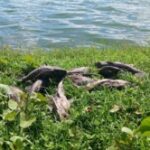 Morte-de-peixes-na-Lagoa-Grande-ft-ney-silva-acorda-cidade2-300x166-1