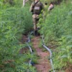 PM-e-PF-desmontam-roca-de-maconha-em-sitio-usado-de-fachada-como-criacao-de-caprinos-e-ovinos4-300x200-1