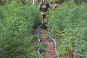 PM-e-PF-desmontam-roca-de-maconha-em-sitio-usado-de-fachada-como-criacao-de-caprinos-e-ovinos4-300x200-1