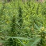 Plantacao-de-Maconha-SSP-300x168-1