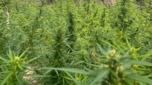 Plantacao-de-Maconha-SSP-300x168-1