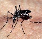 aedes_dengue_zika-300x137-4