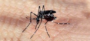 aedes_dengue_zika-300x137-4