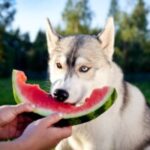 animais-caes-cachorro-se-alimenttando-frutas-gangster9686-freepik-300x200-1