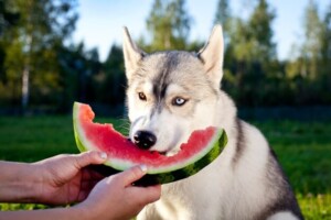 animais-caes-cachorro-se-alimenttando-frutas-gangster9686-freepik-300x200-1