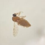 arbovirus-mosquito-muruim-fiocruz-300x198-1