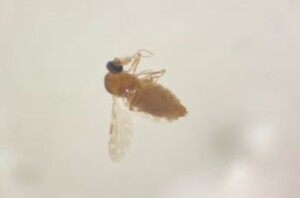 arbovirus-mosquito-muruim-fiocruz-300x198-1