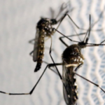 mosquitos_aedes_aegypti_dengueedit-300x179-1