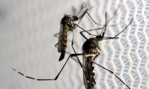 mosquitos_aedes_aegypti_dengueedit-300x179-1