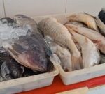 peixes_pj_acordacidade-1-300x135-1