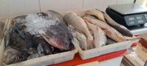 peixes_pj_acordacidade-1-300x135-1