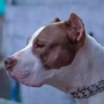 pitbull-reproducao-300x205-1