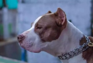 pitbull-reproducao-300x205-1