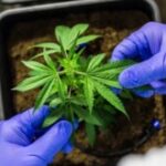 porte-de-droga-planta-maconha-pixabay-300x165-1