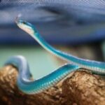 serpente-rara-azul-Foto-REPRODUCAO-RADAR-NEWS-300x200-1