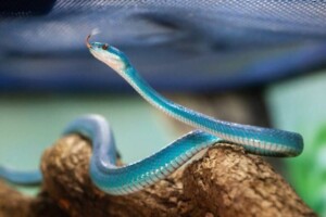 serpente-rara-azul-Foto-REPRODUCAO-RADAR-NEWS-300x200-1