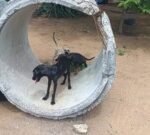 APA-Foto-Reporter-Paulo-Jose-Acorda-Cidade-300x135-1