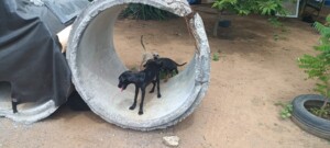 APA-Foto-Reporter-Paulo-Jose-Acorda-Cidade-300x135-1