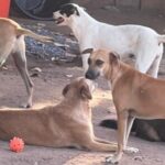Animais-da-APA-Foto-Arquivo-Pessoal-295x300-1