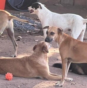 Animais-da-APA-Foto-Arquivo-Pessoal-295x300-1