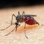 Mosquito-Malaria-Foto-Prefeitura-de-Caraguatatuba-300x180-1