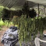 Policia-Militar-erradica-10-mil-pes-de-maconha-em-Monte-Santo-Foto-Divulgacao-Policia-Militar-300x234-1