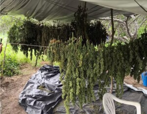 Policia-Militar-erradica-10-mil-pes-de-maconha-em-Monte-Santo-Foto-Divulgacao-Policia-Militar-300x234-1