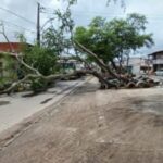 arvore-caida-na-Avenida-Riachuelo-Foto-Reporter-Ney-Silva-Acorda-Cidade-300x225-1