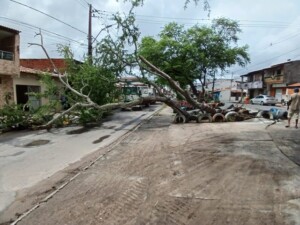 arvore-caida-na-Avenida-Riachuelo-Foto-Reporter-Ney-Silva-Acorda-Cidade-300x225-1