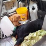 cachorrosabandonados_corpodebombeiros-2-300x200-1