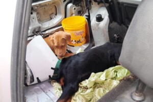 cachorrosabandonados_corpodebombeiros-2-300x200-1