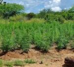 plantacaodemaconha_ssp-1-300x135-1