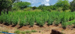 plantacaodemaconha_ssp-1-300x135-1