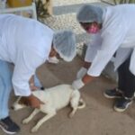 vacinacao-de-animais-vacina-antirrabica-ft-Thiago-Paixao-300x161-1