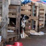 Abrigo-animais-Rio-Grande-do-Sul-Foto-Rafa-Neddermeyer-Agencia-Brasil-300x180-1