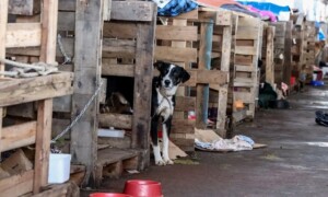 Abrigo-animais-Rio-Grande-do-Sul-Foto-Rafa-Neddermeyer-Agencia-Brasil-300x180-1