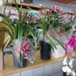 Flores-Dia-das-Maes-Foto-Ney-SIlvaa-Acorda-Cidade-300x225-1