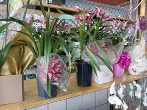 Flores-Dia-das-Maes-Foto-Ney-SIlvaa-Acorda-Cidade-300x225-1