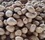 Legumes-feirinha-da-estacao-nova-batatinha-foto-reporter-paulo-jose-acorda-cidade-300x135-1