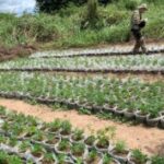 Policia-Federal-realiza-erradicacao-de-plantios-de-maconha-no-norte-da-Bahia-300x177-1