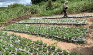 Policia-Federal-realiza-erradicacao-de-plantios-de-maconha-no-norte-da-Bahia-300x177-1