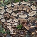 Soltura-de-animais-Cobra-Foto-Acervo-Bracell-300x169-1