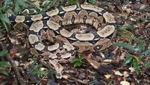 Soltura-de-animais-Cobra-Foto-Acervo-Bracell-300x169-1