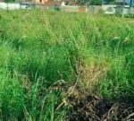 espaco-matagal-rua-25-de-maio-bairro-Conceicao-ft-paulo-jose-acorda-cidade3-300x135-1