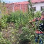 plantacaodemaconha_policiacivil-6-300x225-1